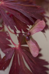 Acer japonicum Aconitifolium mB 80- 100 cm