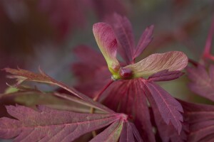 Acer japonicum Aconitifolium mB 80- 100 cm