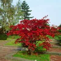 Acer japonicum Aconitifolium mB 80- 100 cm