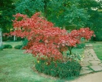 Acer japonicum Aconitifolium mB 80- 100 cm