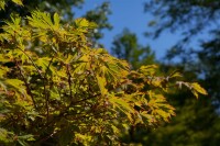 Acer japonicum Aconitifolium mB 80- 100 cm