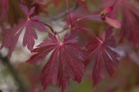 Acer japonicum Aconitifolium mB 80- 100 cm