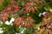 Acer japonicum Aconitifolium mB 80- 100 cm