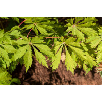 Acer japonicum Aconitifolium kräftig 4xv mDb 60-100...