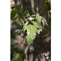 Acer negundo Aureo-variegatum kräftig mB 150-150
