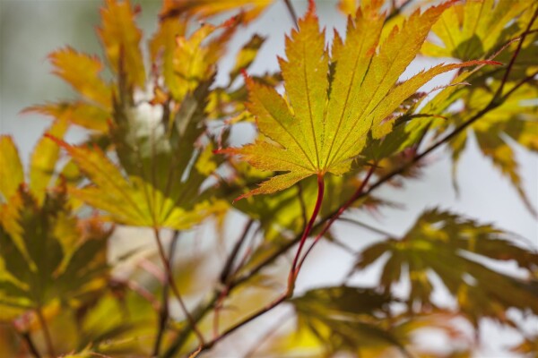 Acer palmatum 100- 125 cm