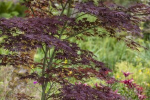 Acer palmatum 100- 125 cm