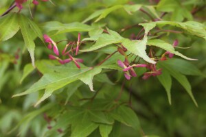 Acer palmatum 100- 125 cm