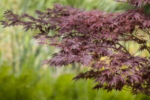 Acer palmatum 100- 125 cm