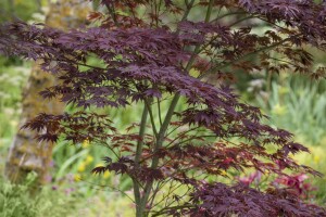 Acer palmatum 100- 125 cm