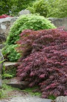 Acer palmatum 100- 125 cm