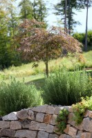 Acer palmatum 100- 125 cm