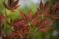 Acer palmatum 100- 125 cm