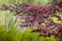 Acer palmatum 100- 125 cm