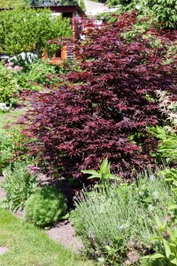 Acer palmatum Bloodgood kräftig 3xv 125- 150 cm cm kräftig