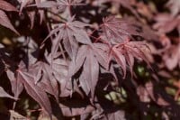 Acer palmatum Bloodgood kräftig 3xv 125- 150 cm cm kräftig