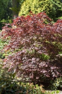 Acer palmatum Bloodgood kräftig 4xv mDb 150- 175 cm kräftig