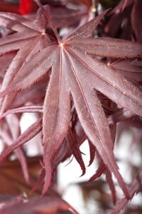 Acer palmatum Bloodgood kräftig 4xv mDb 150- 175 cm kräftig