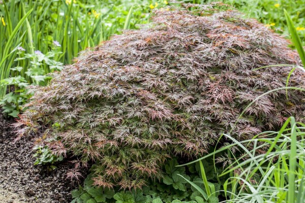 Acer palmatum Dissectum Garnet Co 25 L Stamm 160cm 70-80