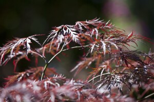 Acer palmatum Dissectum Garnet Co 25 L Stamm 160cm 70-80