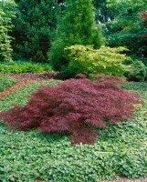 Acer palmatum Dissectum Garnet Co 25 L Stamm 160cm 70-80