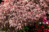 Acer palmatum Dissectum Garnet Co 25 L Stamm 160cm 70-80