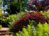 Acer palmatum Dissectum Garnet Co 25 L Stamm 160cm 70-80