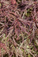 Acer palmatum Dissectum Garnet Co 25 L Stamm 160cm 70-80