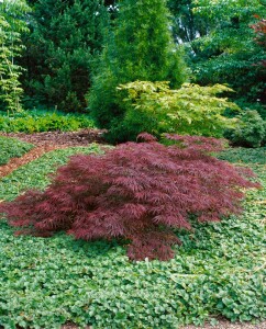 Acer palmatum Dissectum Garnet Co 30 L Stamm 140cm 100-125