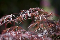 Acer palmatum Dissectum Garnet Co 30 L Stamm 140cm 100-125