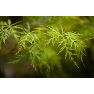 Acer palmatum Emerald Lace 60- 100 cm