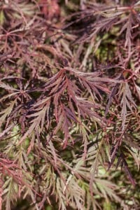 Acer palmatum Garnet 80- 100 cm