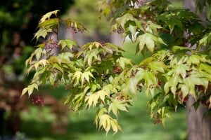 Acer palmatum Osakazuki kräftig 125- 150 cm