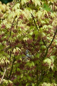 Acer palmatum Osakazuki kräftig 125- 150 cm