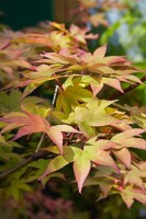 Acer palmatum Osakazuki kräftig 125- 150 cm