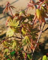 Acer palmatum Osakazuki kräftig 125- 150 cm