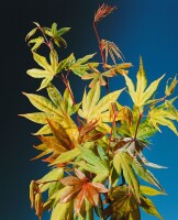 Acer palmatum Osakazuki kräftig 125- 150 cm