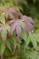 Acer palmatum Osakazuki kräftig 125- 150 cm