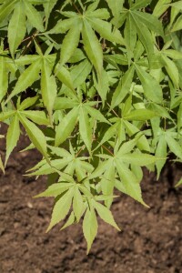 Acer palmatum Osakazuki kräftig 125- 150 cm