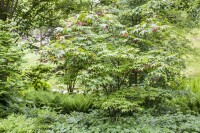 Acer palmatum Osakazuki kräftig 125- 150 cm