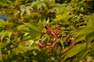 Acer palmatum Osakazuki kräftig 150- 175 cm