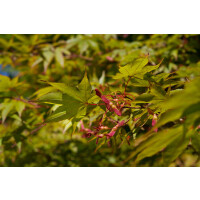 Acer palmatum Osakazuki kräftig 150- 175 cm