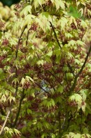 Acer palmatum Osakazuki kräftig 150- 175 cm