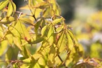 Acer palmatum Osakazuki kräftig 150- 175 cm