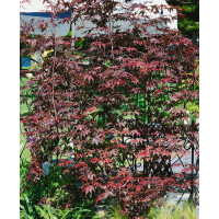 Acer palmatum Pung Kil 60- 80 cm