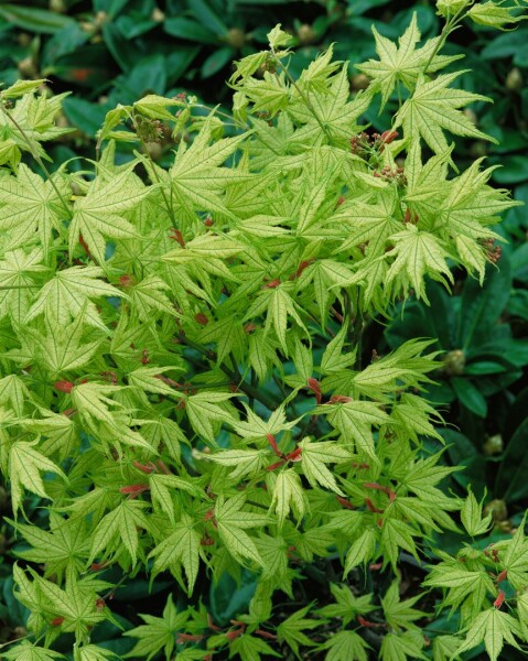 Acer palmatum Reticulatum 80- 100 cm