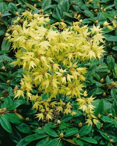 Acer palmatum Reticulatum 80- 100 cm