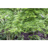 Acer palmatum Seiryu kräftig 150- 175 cm
