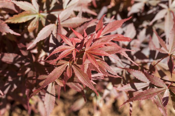 Acer palmatum Skeeters Broom 80- 100 cm