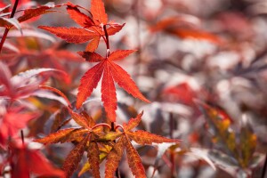 Acer palmatum Skeeters Broom 80- 100 cm